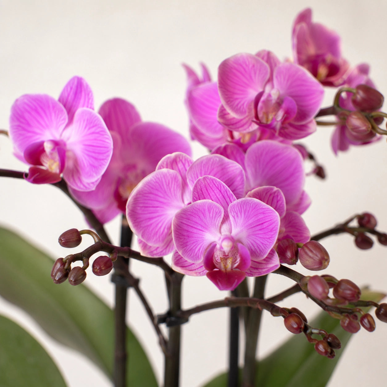 Paarse Phalaenopsis orchidee ‘Vienna’ met Painted Stripe sierpot – Ø9 cm