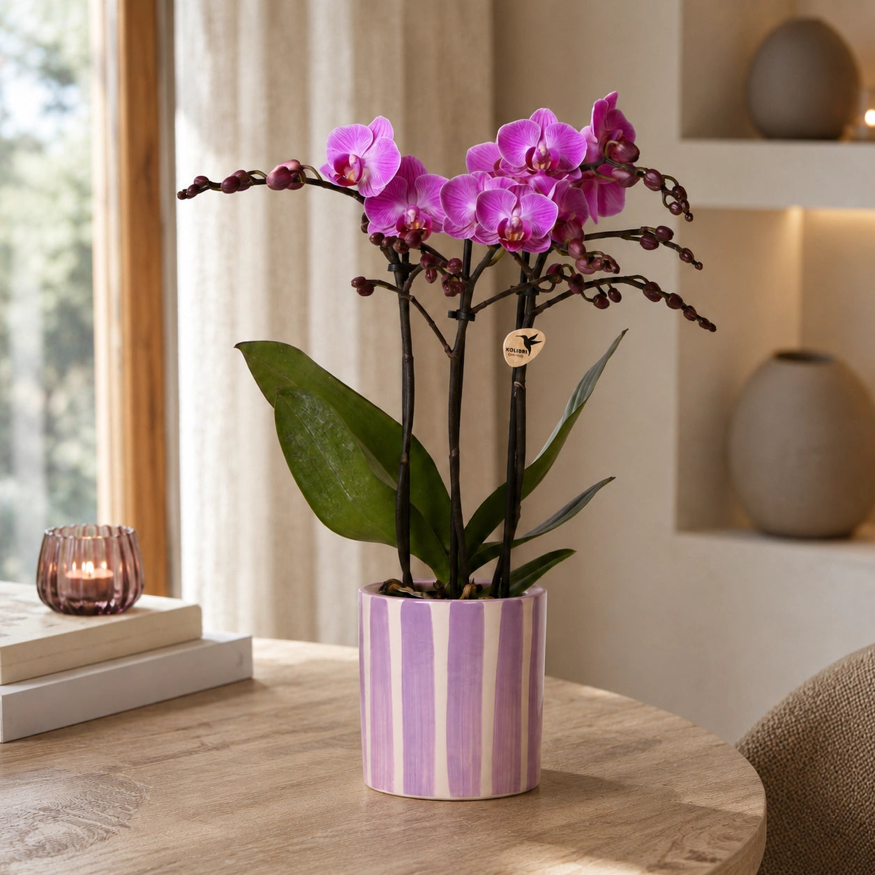 Paarse Phalaenopsis orchidee ‘Vienna’ met Painted Stripe sierpot – Ø9 cm