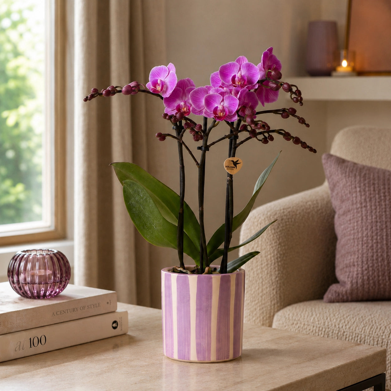 Paarse Phalaenopsis orchidee ‘Vienna’ met Painted Stripe sierpot – Ø9 cm