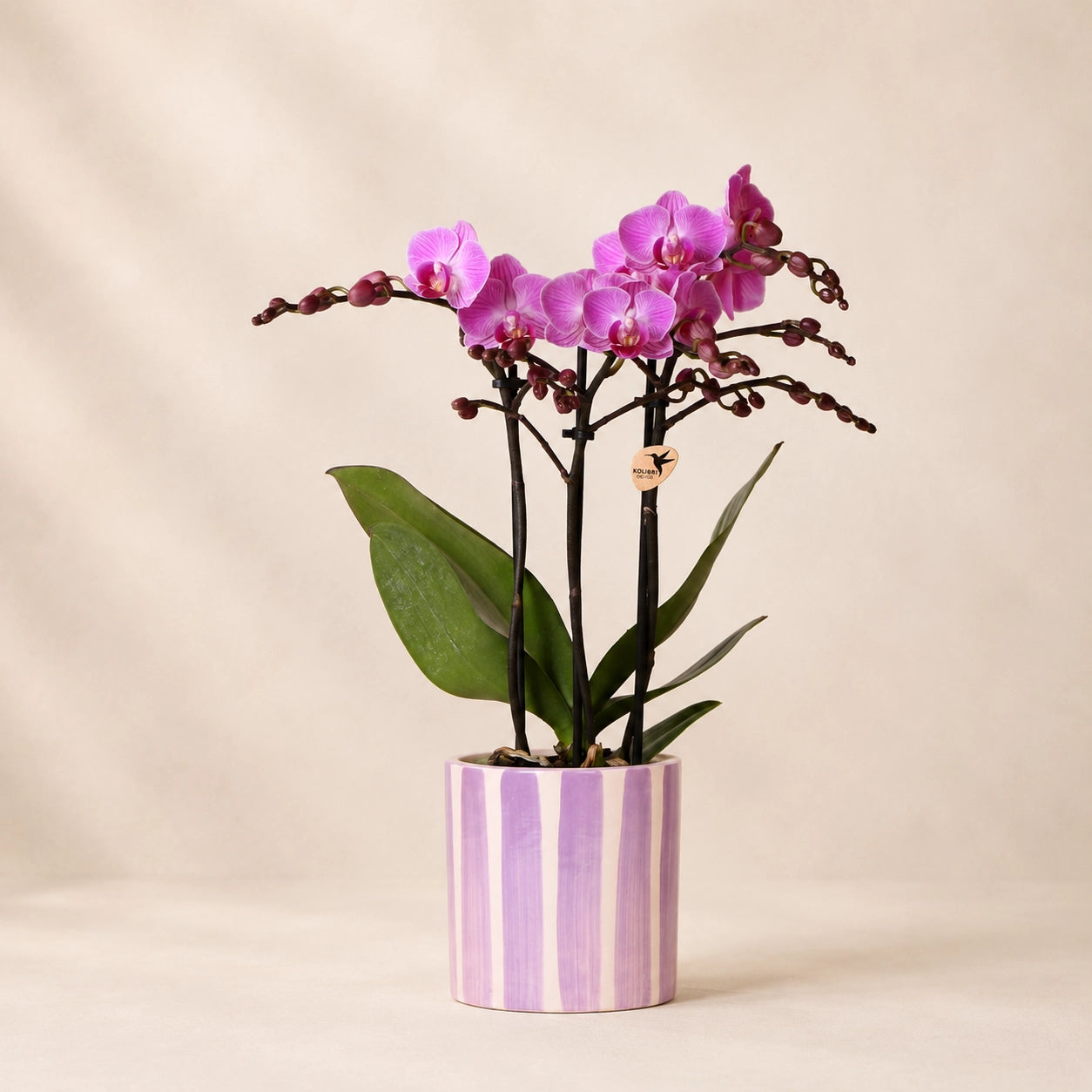 Paarse Phalaenopsis orchidee ‘Vienna’ met Painted Stripe sierpot – Ø9 cm