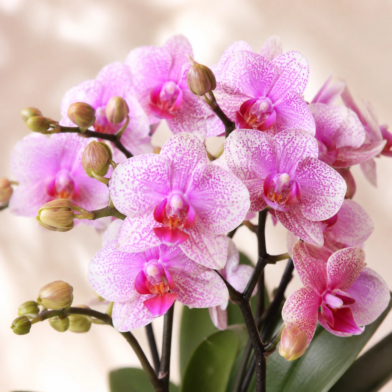 Roze Phalaenopsis orchidee ‘Rotterdam’ – Ø9 cm
