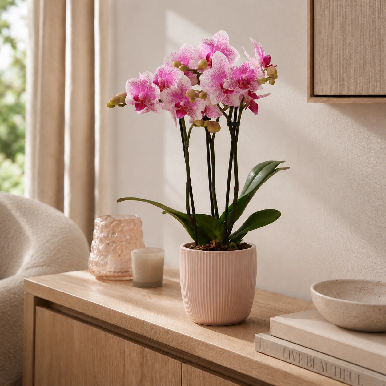 Roze Phalaenopsis orchidee ‘Rotterdam’ – Ø9 cm