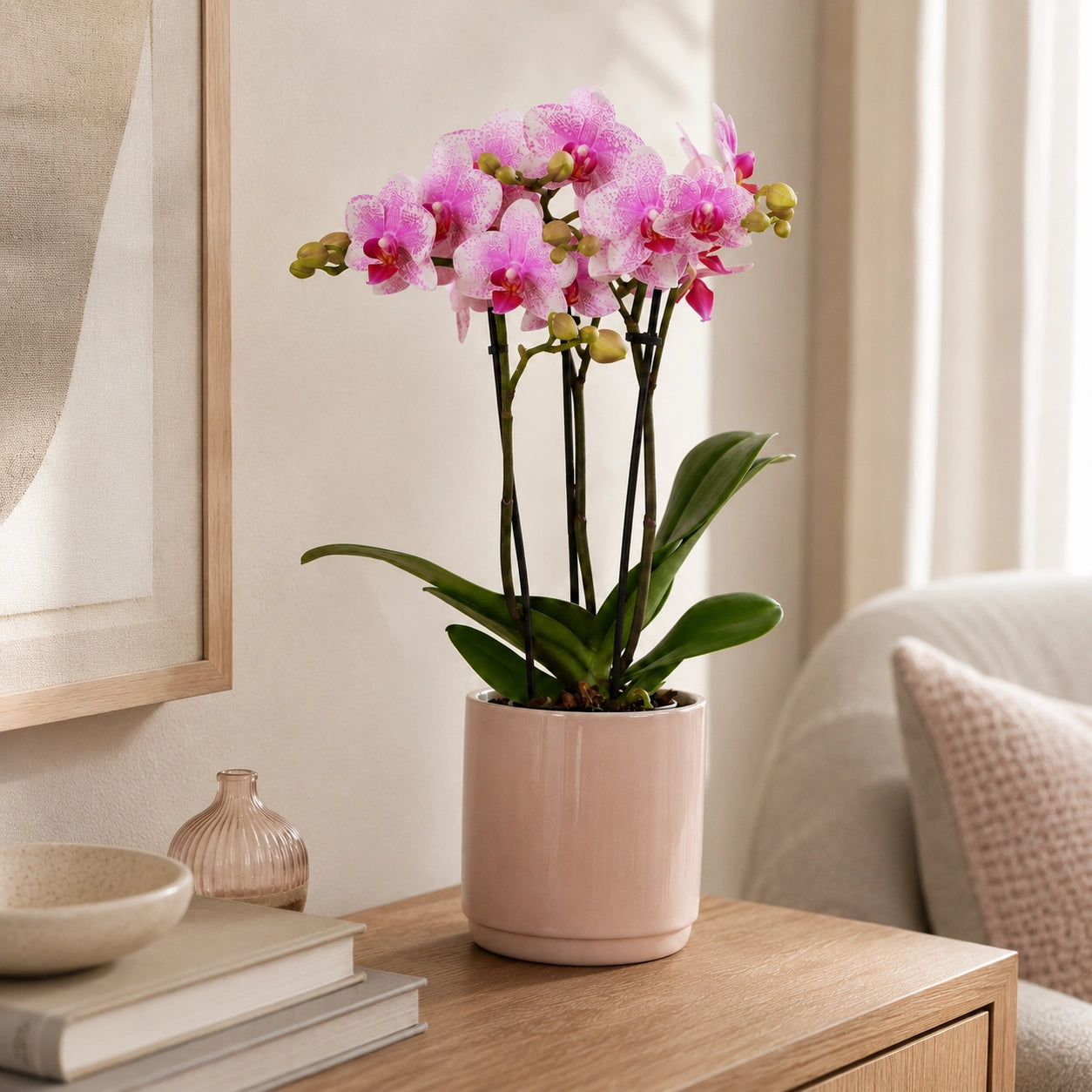 Roze Phalaenopsis orchidee ‘Rotterdam’ – Ø9 cm