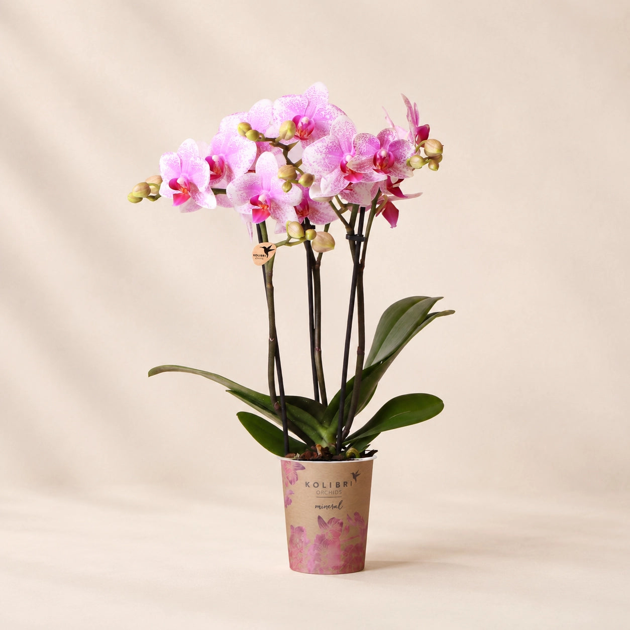 Roze Phalaenopsis orchidee ‘Rotterdam’ – Ø9 cm