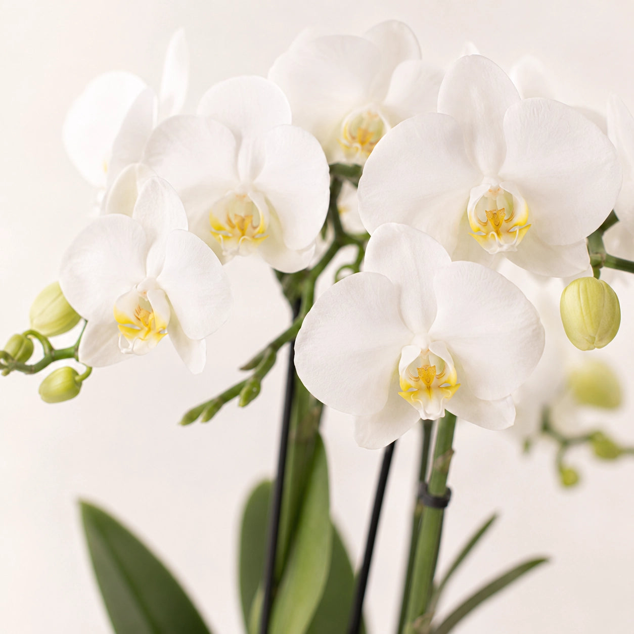 Witte Phalaenopsis orchidee ‘Amabilis’ met Elite sierpot – Ø9 cm