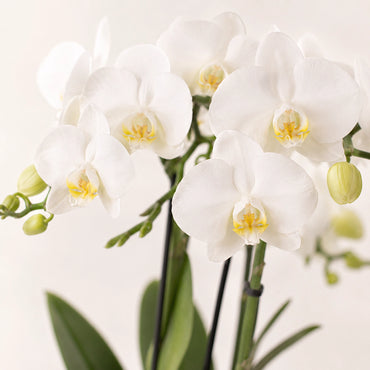 Witte Phalaenopsis orchidee ‘Amabilis’ met Elite sierpot – Ø9 cm