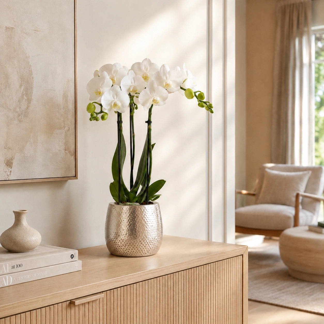 Witte Phalaenopsis orchidee ‘Amabilis’ met Elite sierpot – Ø9 cm