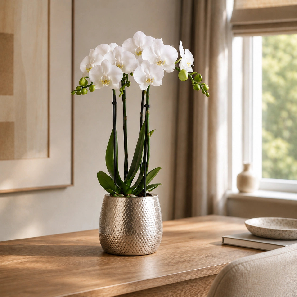 Witte Phalaenopsis orchidee ‘Amabilis’ met Elite sierpot – Ø9 cm