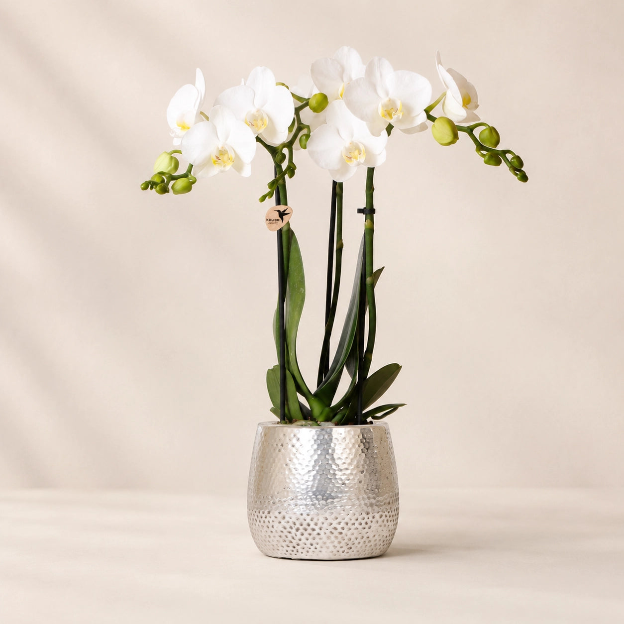 Witte Phalaenopsis orchidee ‘Amabilis’ met Elite sierpot – Ø9 cm