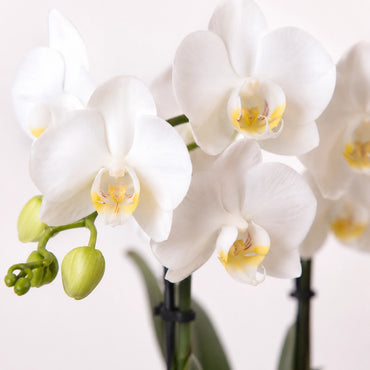 Witte Phalaenopsis orchidee ‘Amabilis’ met Fish sierpot – Ø9 cm