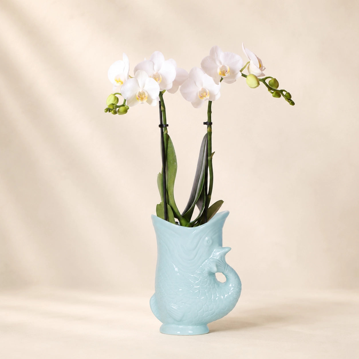 Witte Phalaenopsis orchidee ‘Amabilis’ met Fish sierpot – Ø9 cm