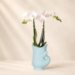 Witte Phalaenopsis orchidee ‘Amabilis’ met Fish sierpot – Ø9 cm