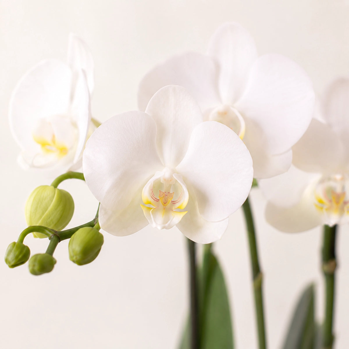 Plantenset met witte Phalaenopsis orchidee ‘Amabilis’ en succulent – Tube sierpotten Ø9 cm