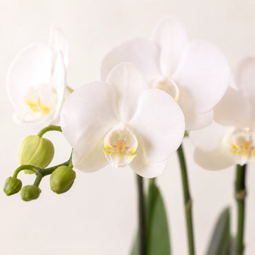 Plantenset met witte Phalaenopsis orchidee ‘Amabilis’ en succulent – Tube sierpotten Ø9 cm
