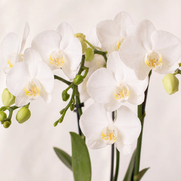 Witte Phalaenopsis orchidee ‘Amabilis’ met Malaga groene sierpot – Ø9 cm