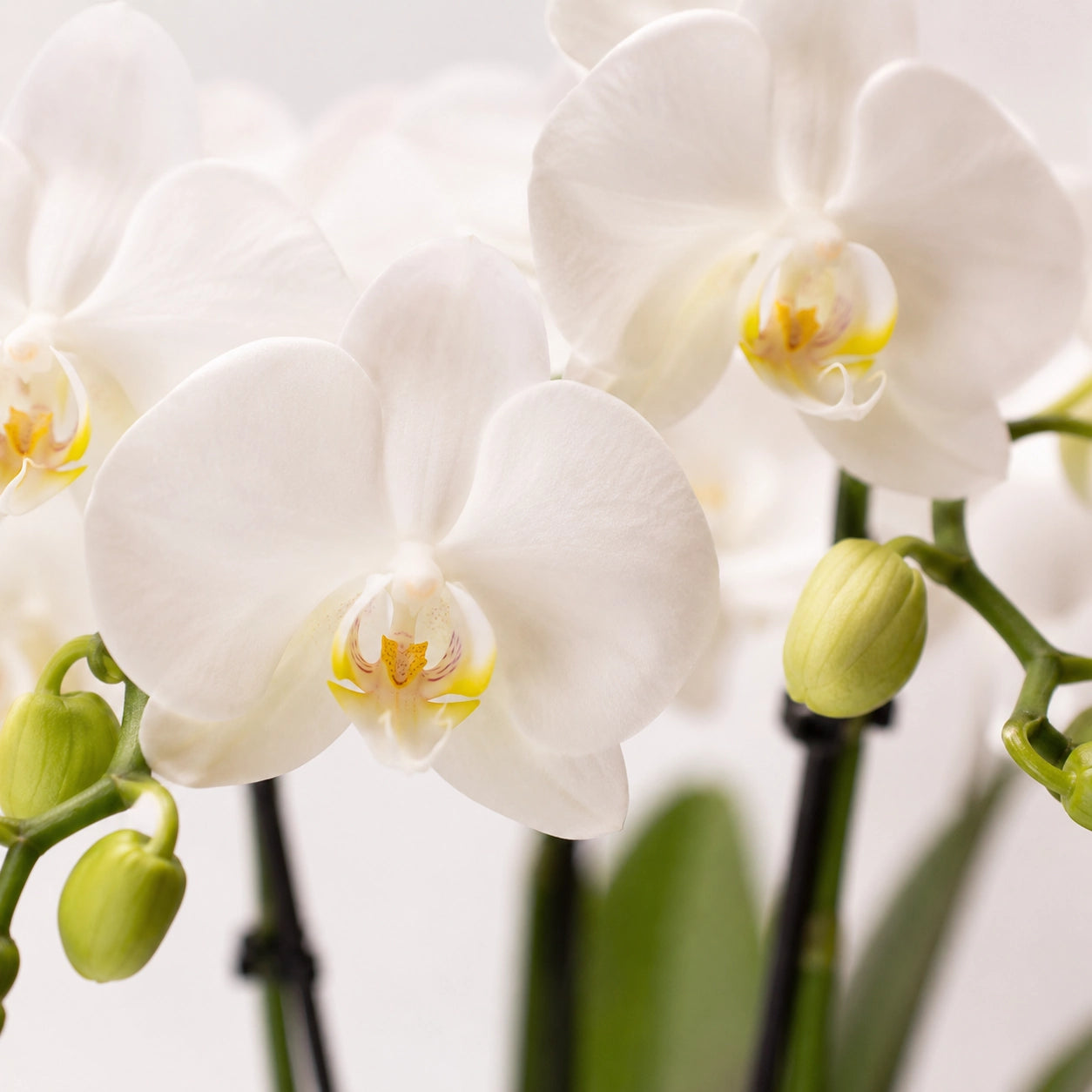 Witte Phalaenopsis orchidee ‘Amabilis’ met Malaga blauwe sierpot – Ø9 cm