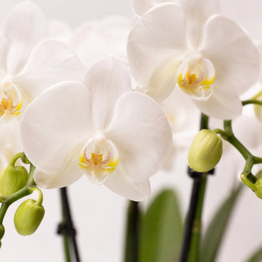Witte Phalaenopsis orchidee ‘Amabilis’ met Malaga blauwe sierpot – Ø9 cm