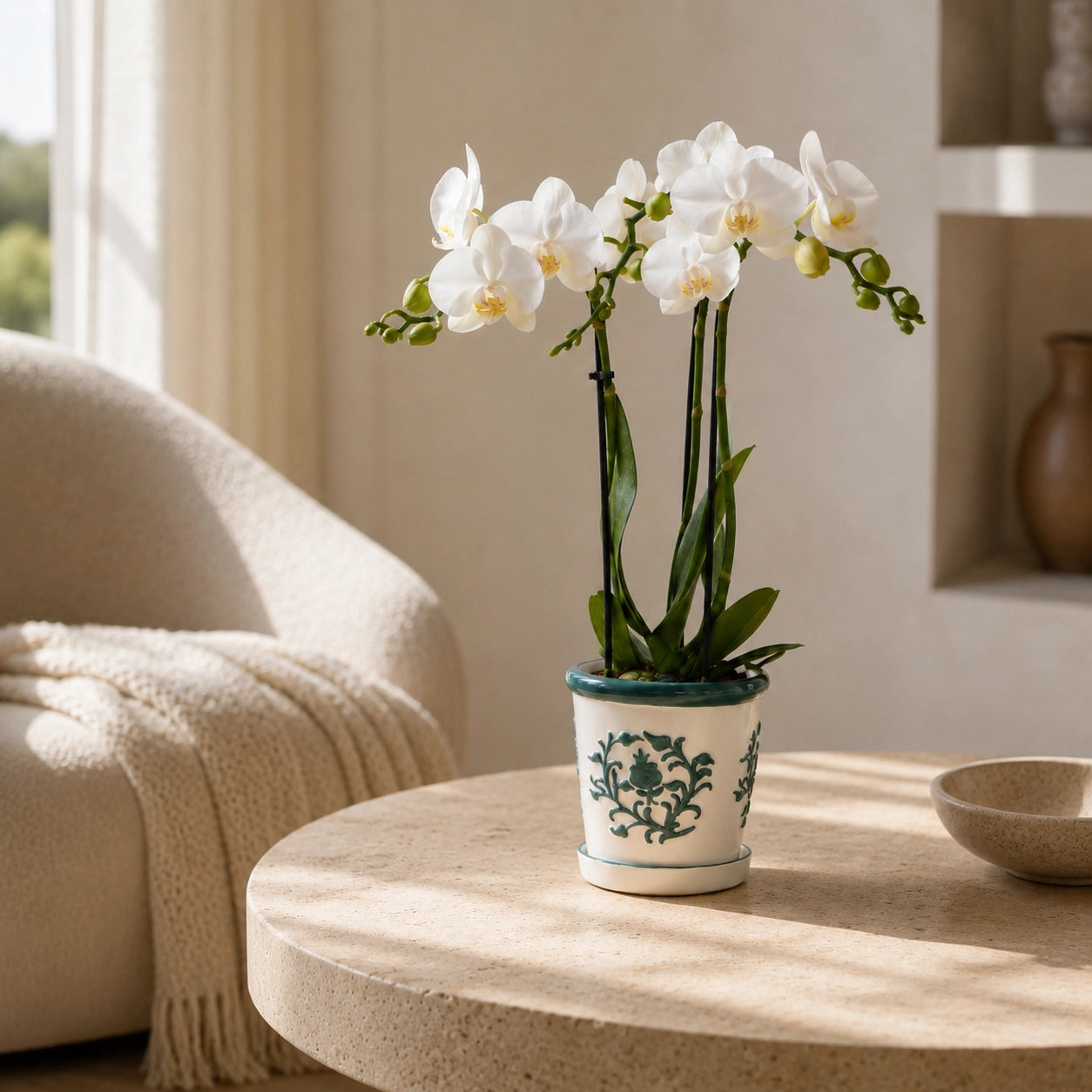 Witte Phalaenopsis orchidee ‘Amabilis’ met Malaga groene sierpot – Ø9 cm