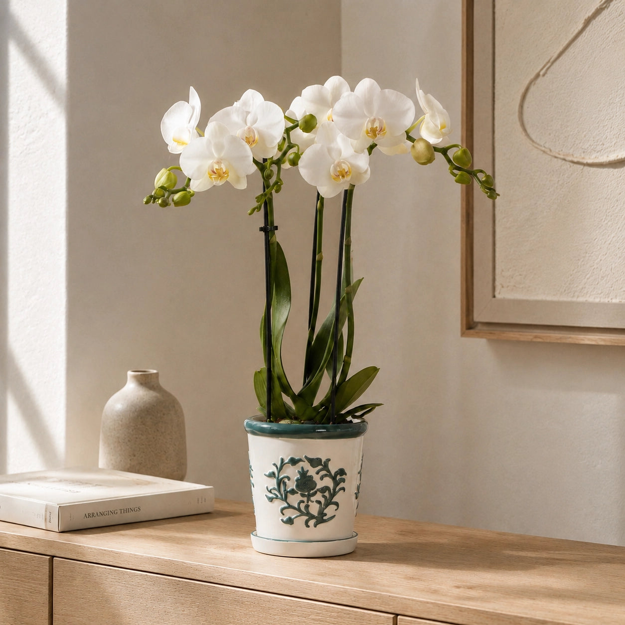 Witte Phalaenopsis orchidee ‘Amabilis’ met Malaga groene sierpot – Ø9 cm