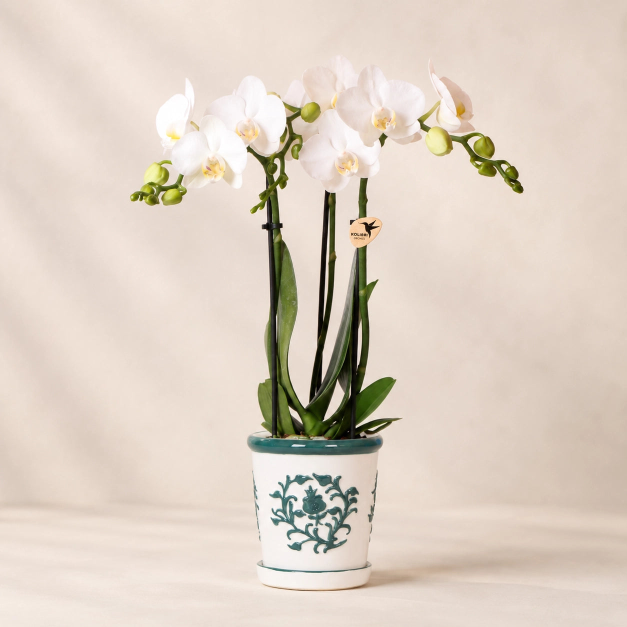 Witte Phalaenopsis orchidee ‘Amabilis’ met Malaga groene sierpot – Ø9 cm