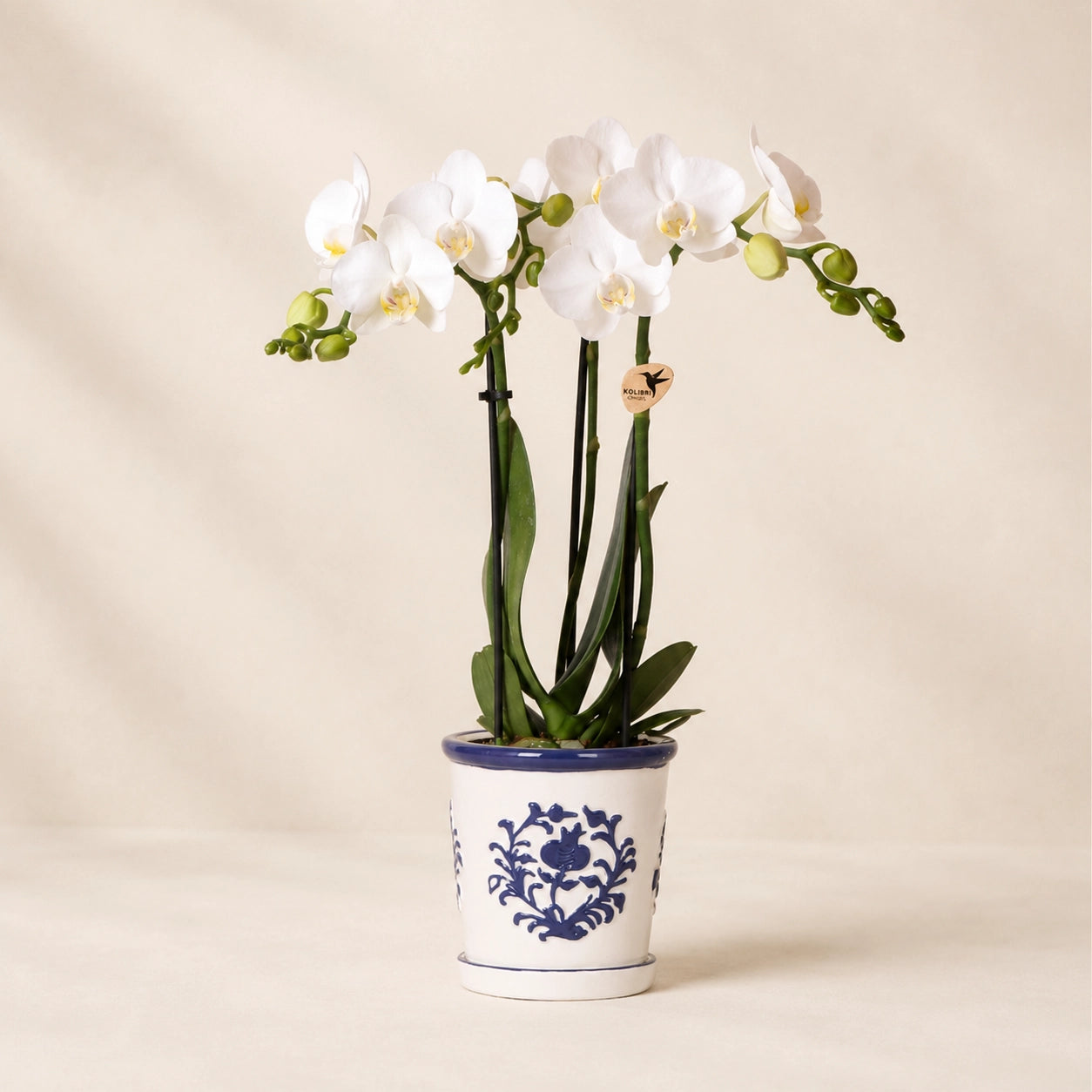 Witte Phalaenopsis orchidee ‘Amabilis’ met Malaga blauwe sierpot – Ø9 cm