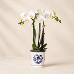 Witte Phalaenopsis orchidee ‘Amabilis’ met Malaga blauwe sierpot – Ø9 cm