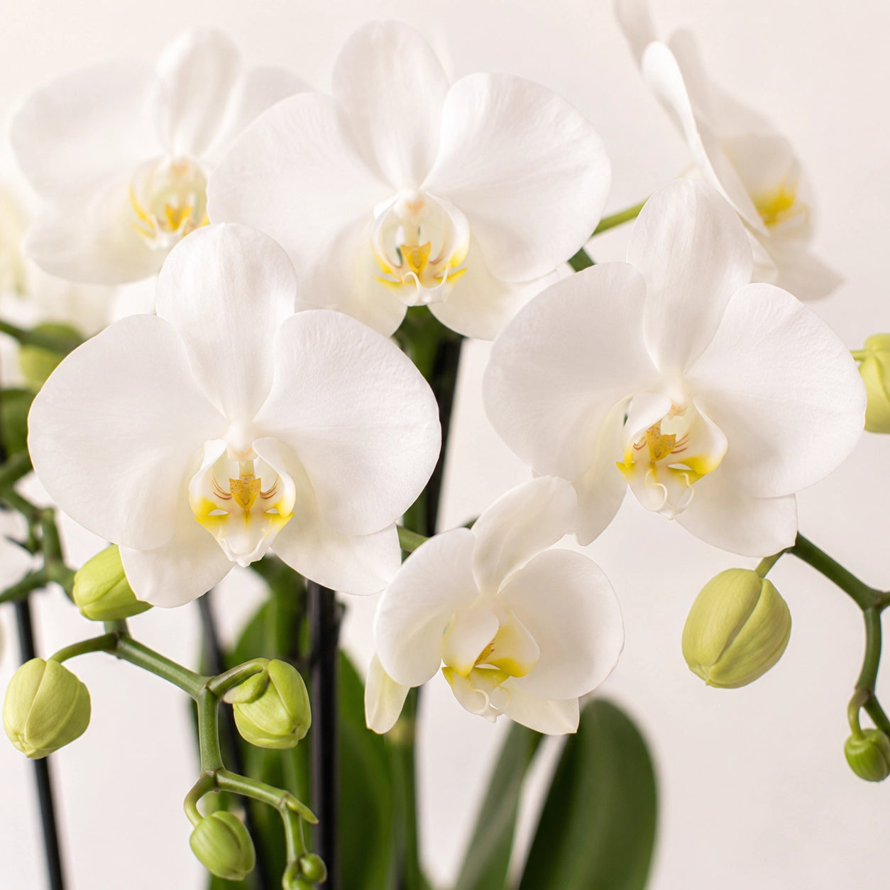 Witte Phalaenopsis orchidee ‘Amabilis’ met Painted Stripe sierpot – Ø9 cm