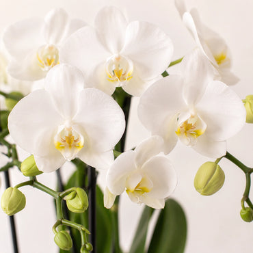 Witte Phalaenopsis orchidee ‘Amabilis’ met Painted Stripe sierpot – Ø9 cm