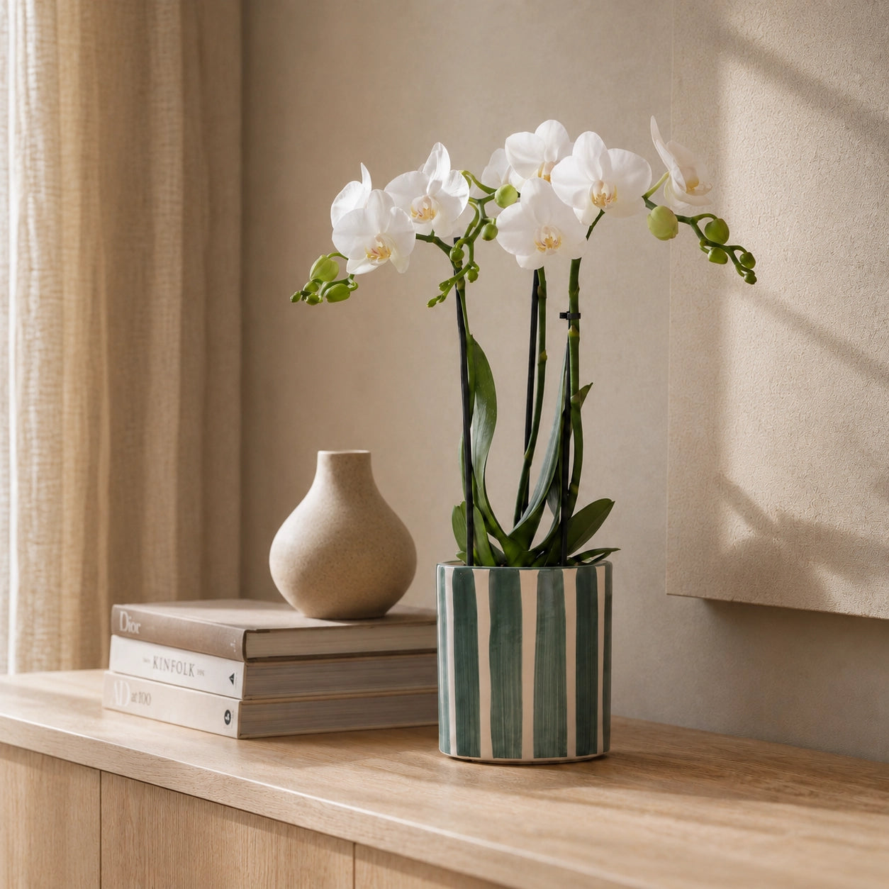 Witte Phalaenopsis orchidee ‘Amabilis’ met Painted Stripe sierpot – Ø9 cm