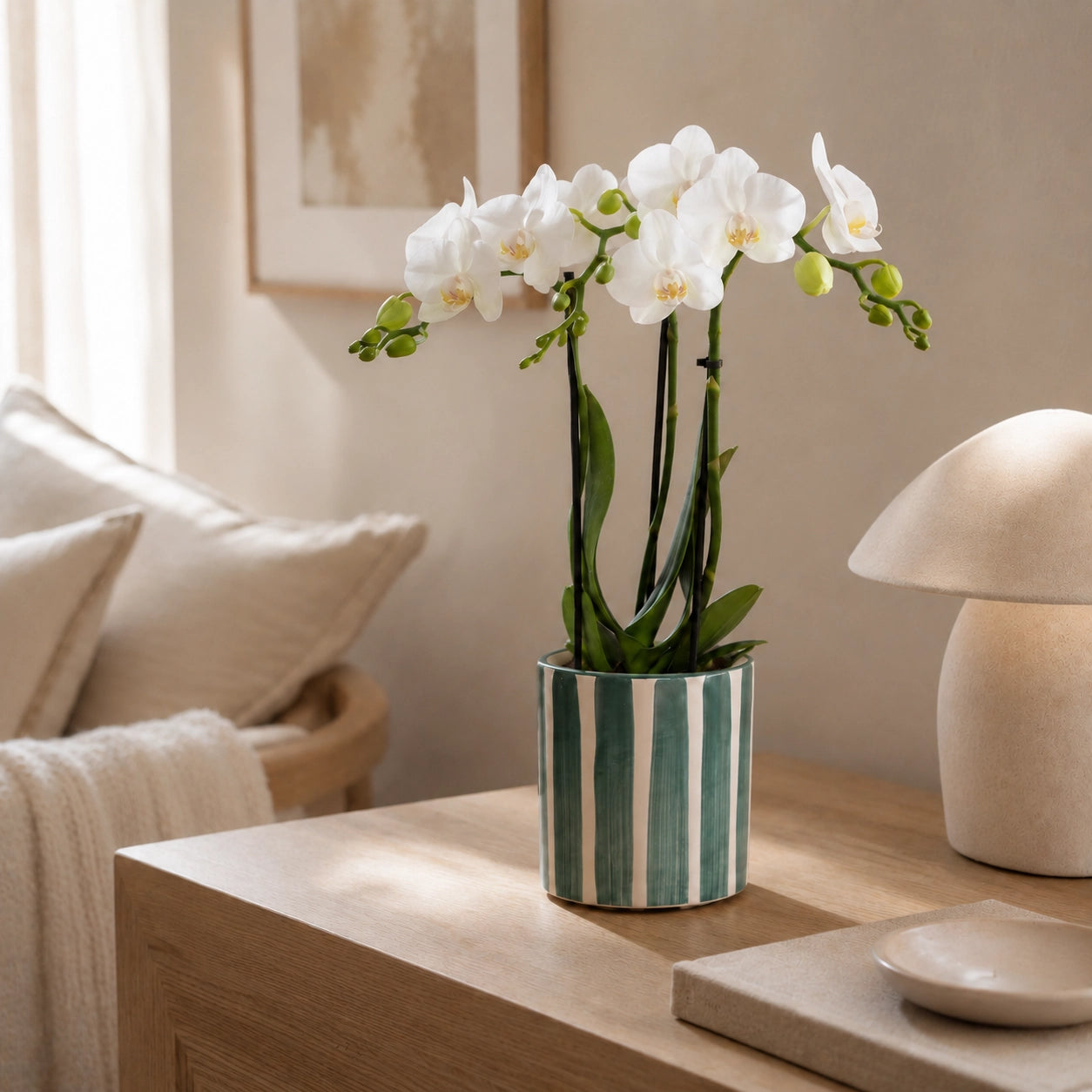 Witte Phalaenopsis orchidee ‘Amabilis’ met Painted Stripe sierpot – Ø9 cm