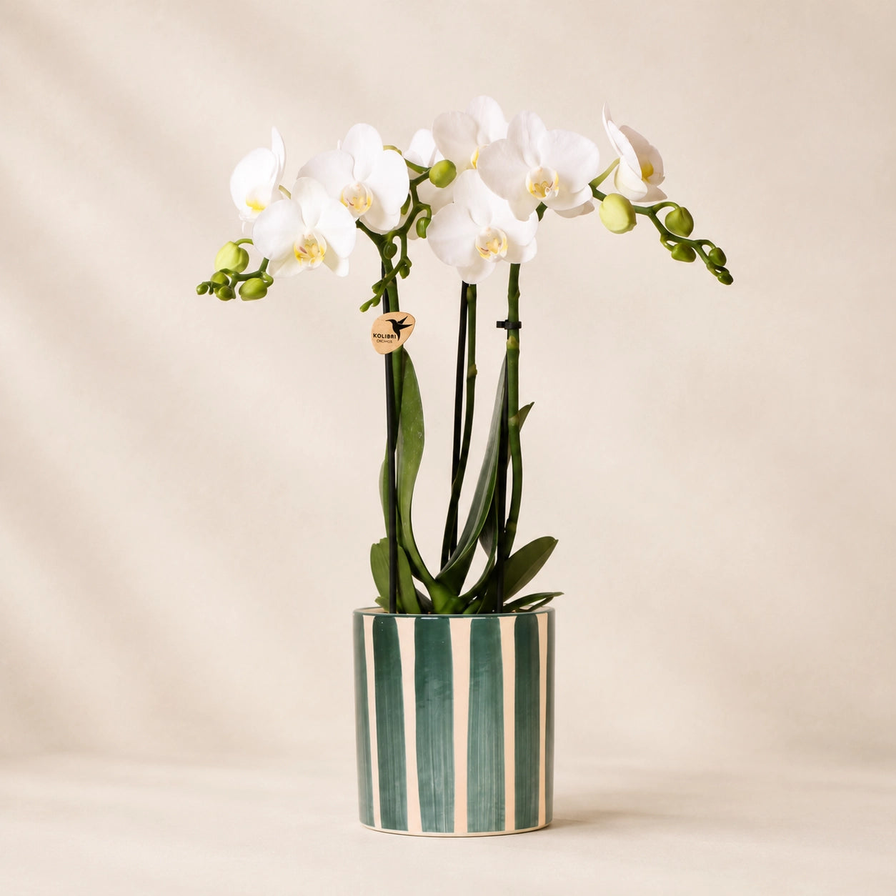Witte Phalaenopsis orchidee ‘Amabilis’ met Painted Stripe sierpot – Ø9 cm
