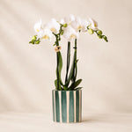 Witte Phalaenopsis orchidee ‘Amabilis’ met Painted Stripe sierpot – Ø9 cm