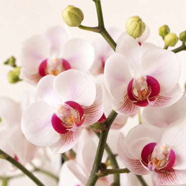 Witte Phalaenopsis orchidee ‘Gibraltar’ – Ø9 cm