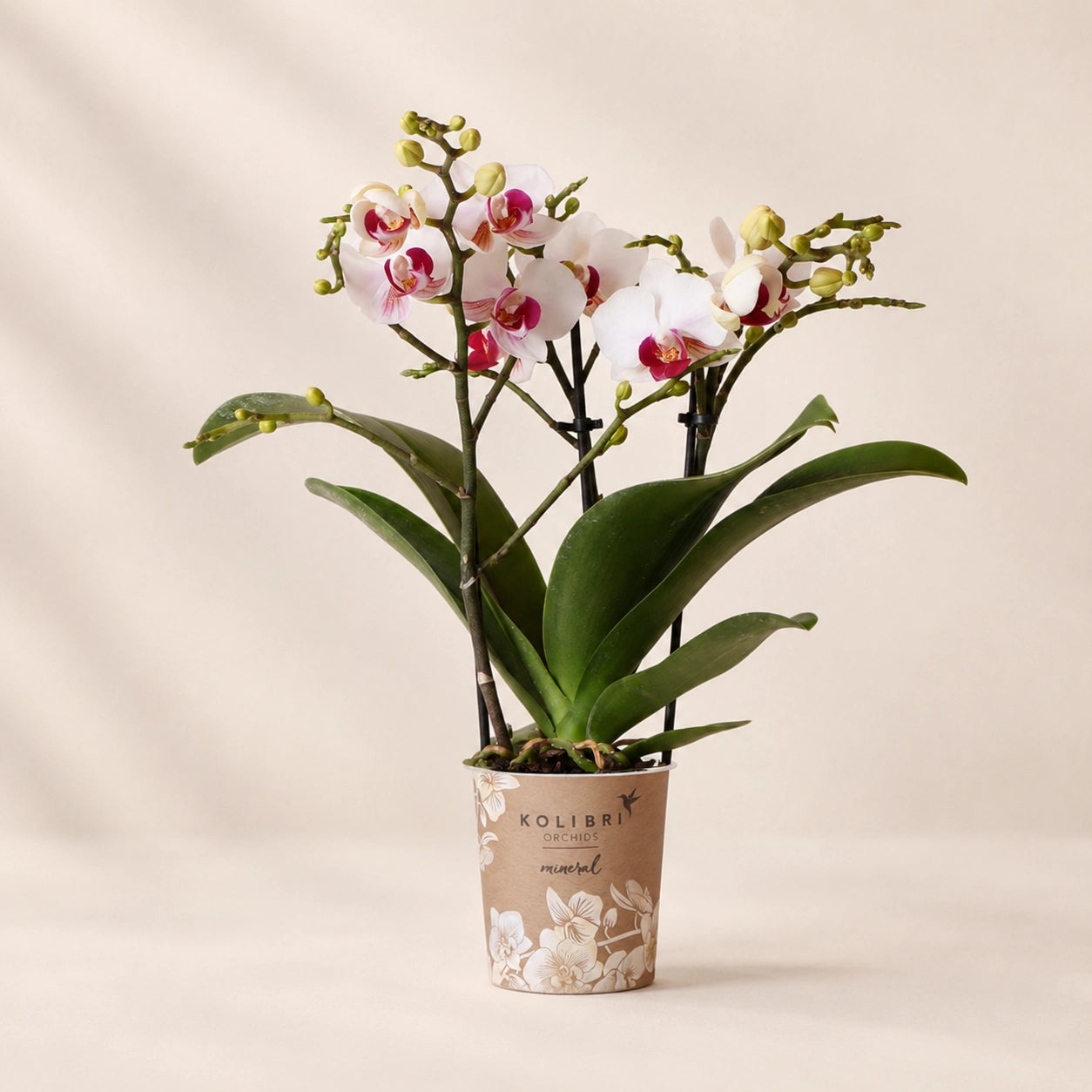 Witte Phalaenopsis orchidee ‘Gibraltar’ – Ø9 cm