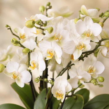 Witte Phalaenopsis orchidee ‘Lausanne’ – Ø12 cm