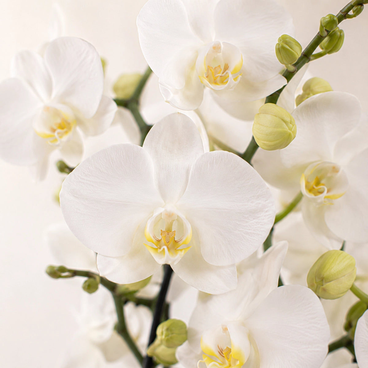 Plantenset met witte Phalaenopsis orchidee ‘Lausanne’ en succulent – sierpotten met dienblad