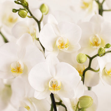 Witte Phalaenopsis orchidee ‘Lausanne’ met Painted Stripe sierpot – Ø9 cm