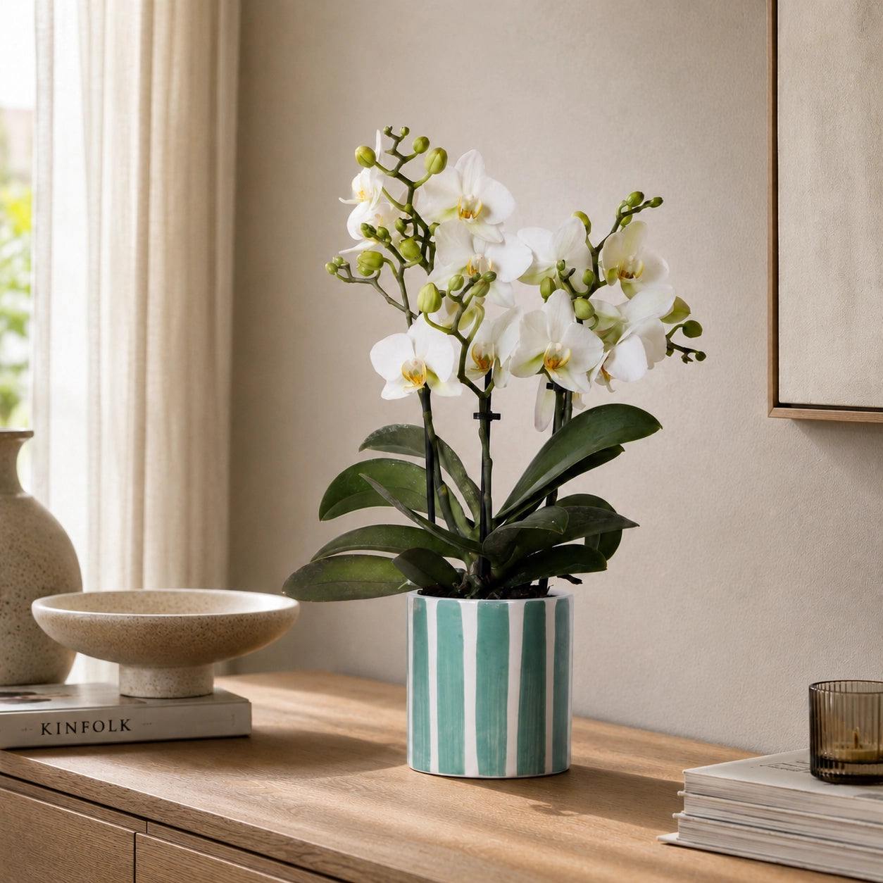Witte Phalaenopsis orchidee ‘Lausanne’ met Painted Stripe sierpot – Ø9 cm