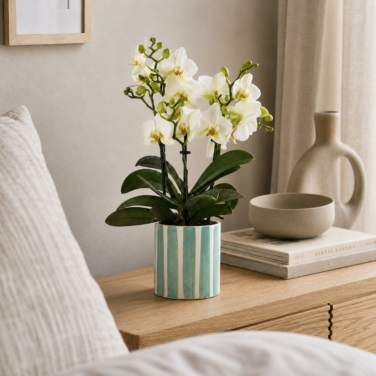 Witte Phalaenopsis orchidee ‘Lausanne’ met Painted Stripe sierpot – Ø9 cm