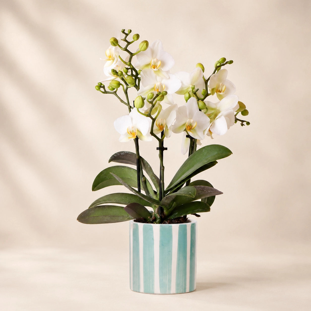 Witte Phalaenopsis orchidee ‘Lausanne’ met Painted Stripe sierpot – Ø9 cm