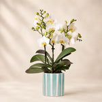 Witte Phalaenopsis orchidee ‘Lausanne’ met Painted Stripe sierpot – Ø9 cm