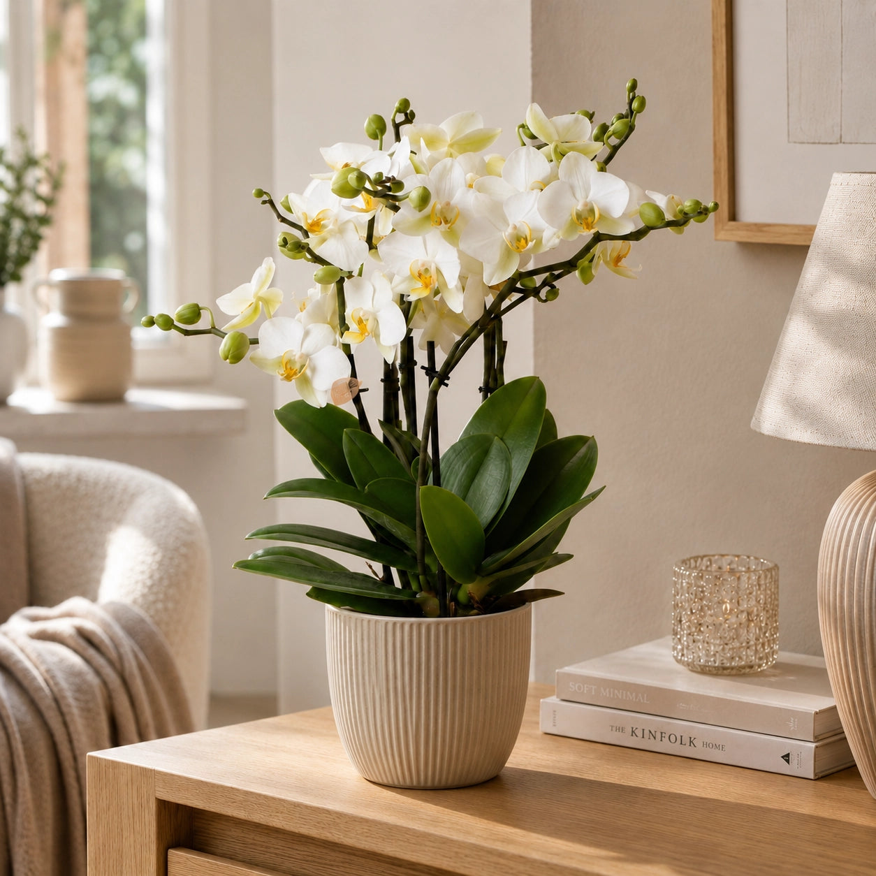 Witte Phalaenopsis orchidee ‘Lausanne’ – Ø12 cm