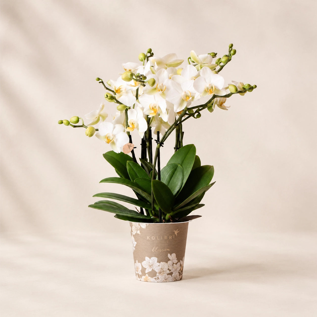 Witte Phalaenopsis orchidee ‘Lausanne’ – Ø12 cm
