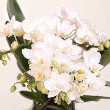 Witte Phalaenopsis orchidee ‘Nazaré’ – Ø9 cm