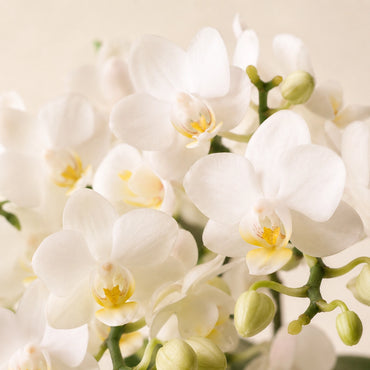 Witte Phalaenopsis orchidee ‘Nazaré’ met roze Fish sierpot – Ø9 cm
