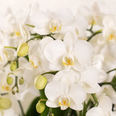 Witte Phalaenopsis orchidee ‘Nazaré’ met oranje Fish sierpot – Ø9 cm