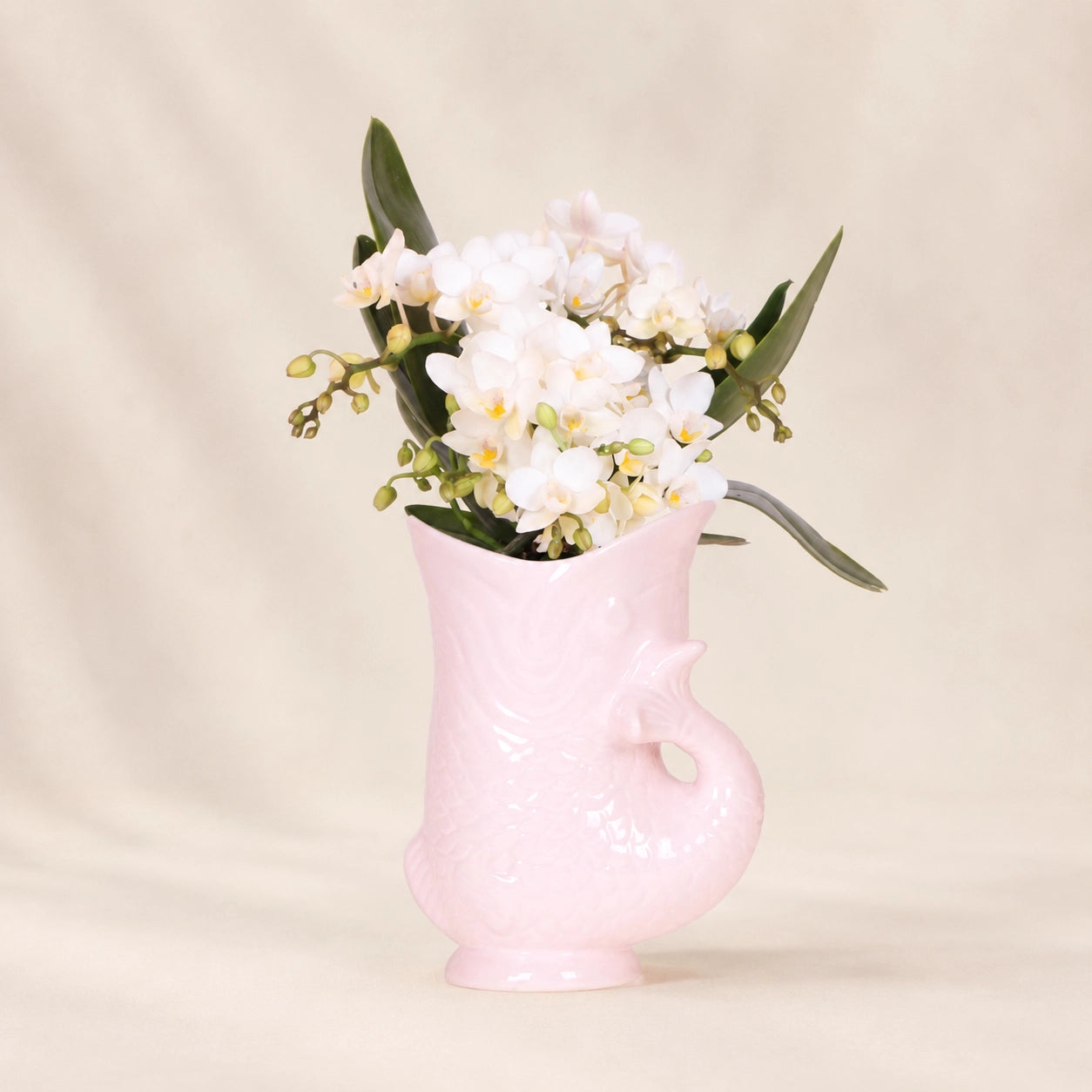 Witte Phalaenopsis orchidee ‘Nazaré’ met roze Fish sierpot – Ø9 cm