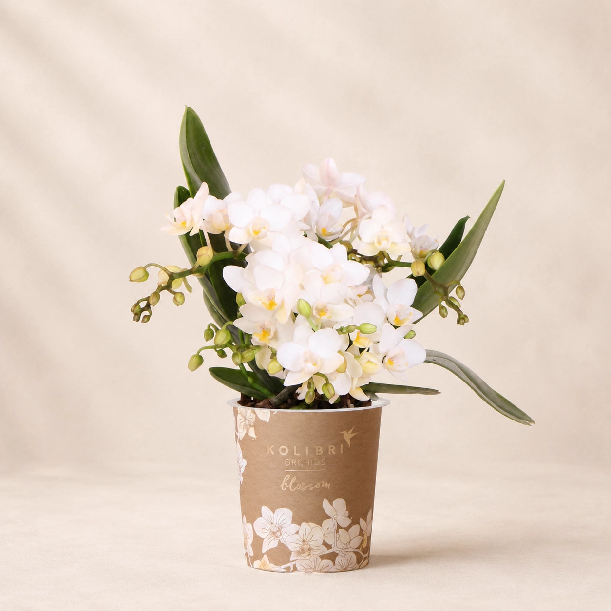 Witte Phalaenopsis orchidee ‘Nazaré’ – Ø9 cm