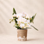 Witte Phalaenopsis orchidee ‘Nazaré’ – Ø9 cm
