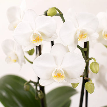 Witte Phalaenopsis orchidee ‘Niagara Falls’ – Ø9 cm